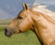 Equine Products